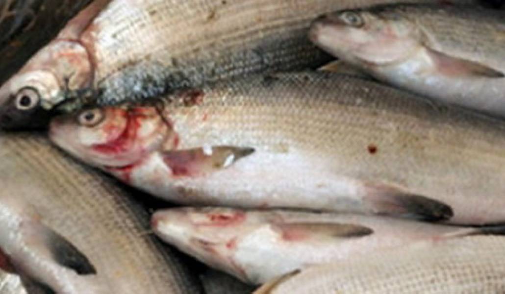 Մեկնարկել է Սևանա լճում արդյունագործական ձկնորսության որսաշրջանի երկրորդ կիսամյակի հայտերի ընդունումը