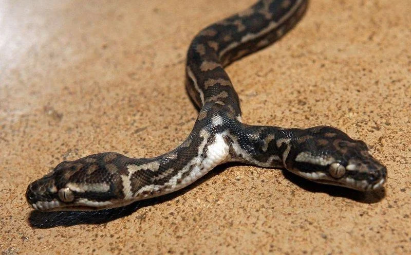 ԱՄՆ-ում հայտնաբերվել է հազվադեպ երկգլխանի օձ