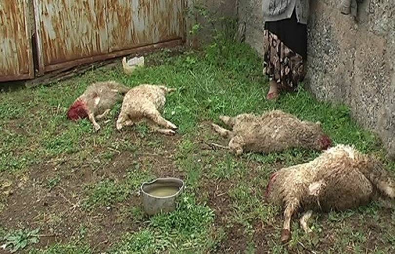 Արտակարգ դեպք է տեղի ունեցել Կոտայքի մարզում. կայծակի հետևանքով 130-ից ավելի գառներ են սատկել