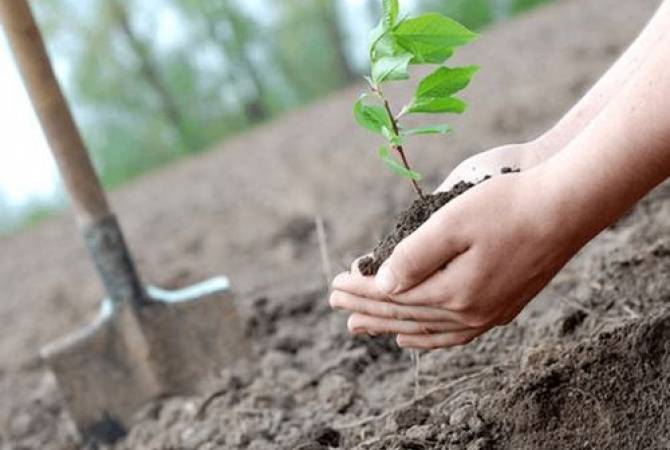 «10 միլիոն ծառ» համահայկական ծառատունկը հետաձգվել է մինչև 2021-ի վերջ
