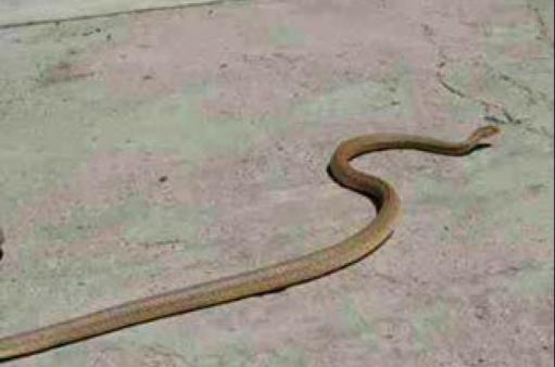 Երևանում փրկարարները հայտնաբերել են շահմար տեսակի օձ
