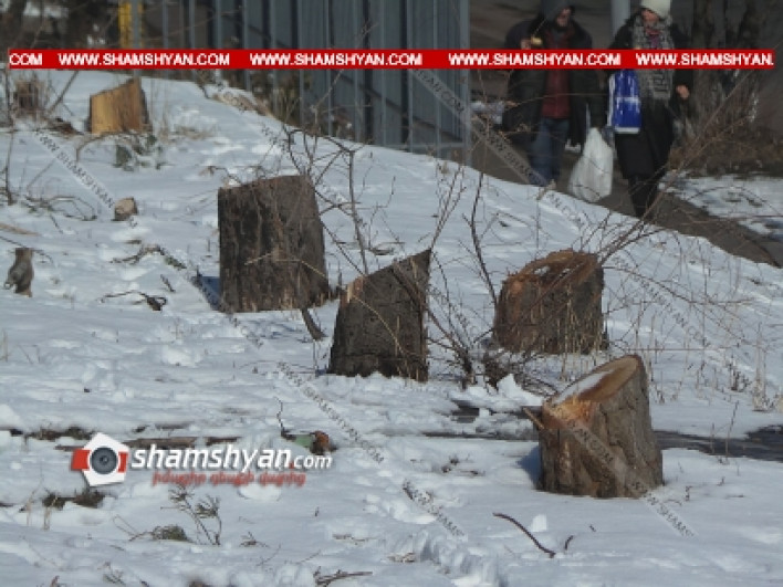 Վանդալիզմ Երևանում. քոքից կտրել են 15-ից ավել ծաղկած հսկայական ծիրանենիներ