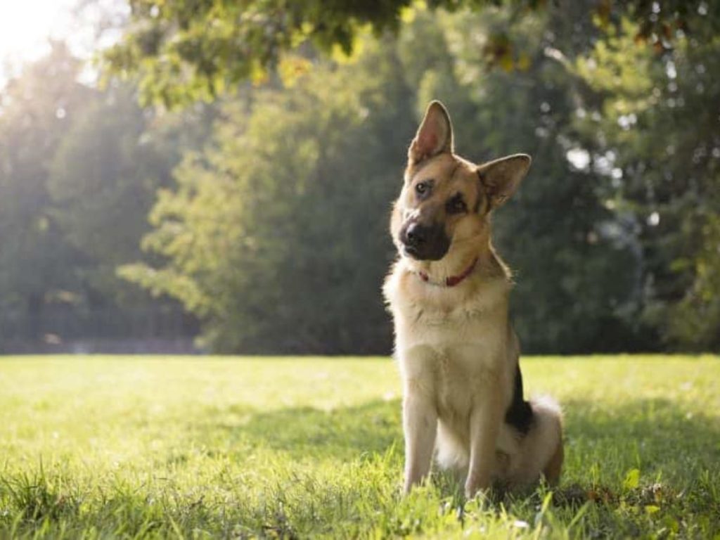Մահացել է ԱՄՆ-ում կորոնավիրուսով վարակված առաջին շունը