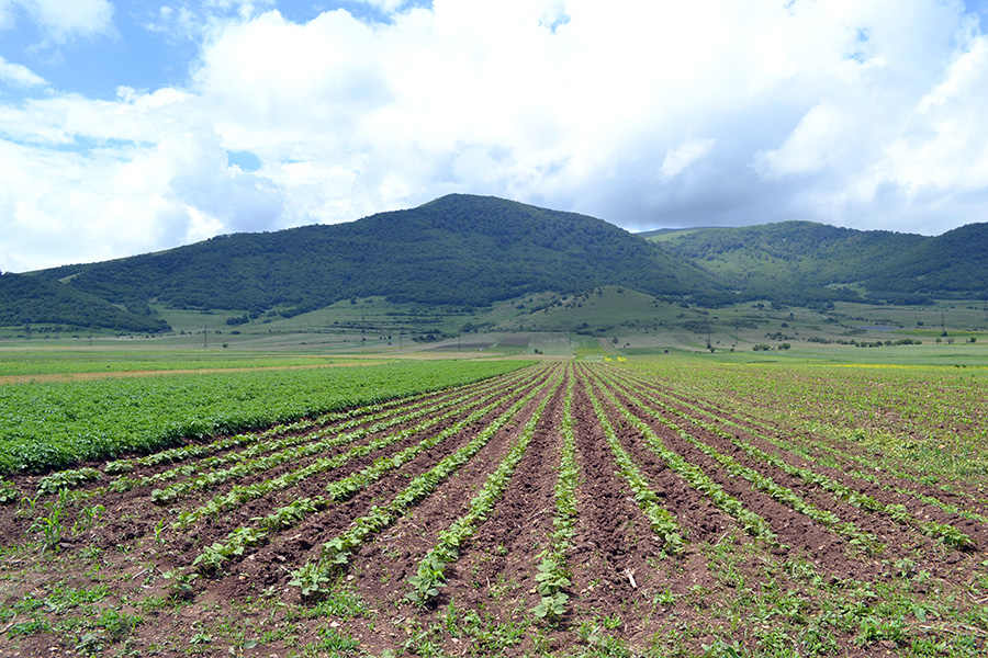 Գեղարունիքի մարզում 2022-ին գյուղատնտեսական նշանակության հողերի 53 տոկոսը չի  մշակվել