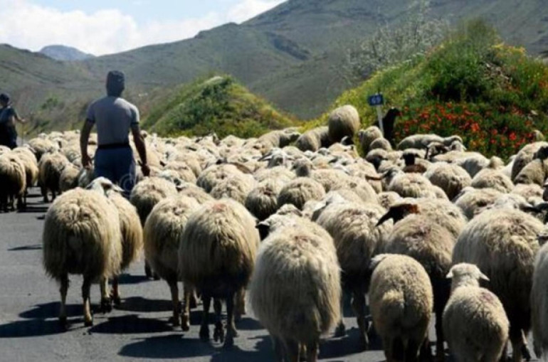 Ադրբեջшնցիներն Արավուսի սահմանից գողացած ոչխարներին վերադարձրել են