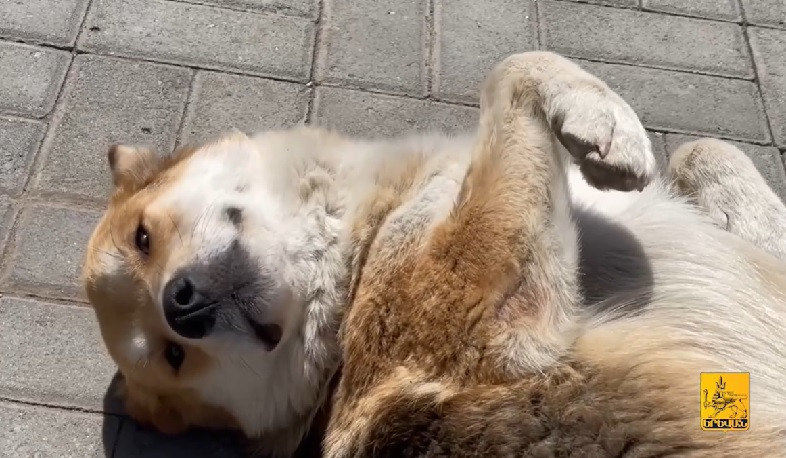 Թափառող շների քնեցումն արվում է բացառապես լեյշմանիոզ, ժանտախտ և անբուժելի հիվանդությունների դեպքում (տեսանյութ)