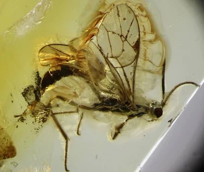 Российский биолог Андраник Манукян обнаружил в образце балтийского янтаря ранее неизвестный вид древней осы