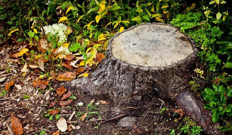 Թաթուլ Կրպեյանի անվան զբոսայգու տարածքում հայտնաբերվել են հացենու հատված ծառի կոճղեր. ԲԸՏՄ
