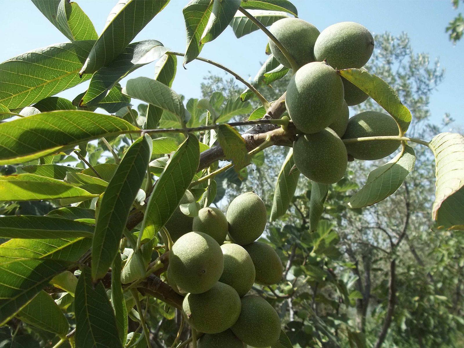 Տավուշում տղամարդը  հարևանուհու այգուց փորձել է ընկույզ գողանալ, սակայն ծառից ընկել և կոտրվածքներով տեղափոխվել է հիվանդանոց