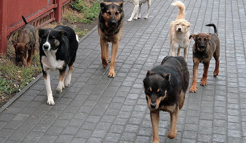 ՀՈԱԿ-ն արձագանքեց. ձեռնարկել են օպերատիվ միջոցառումներ` հայտնաբերելու խնդրահարույց շներին