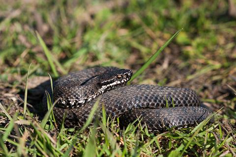 Եղեգնաձորի տներից մեկի պատշգամբի տակ հայտնաբերվել է գյուրզա տեսակի օձ