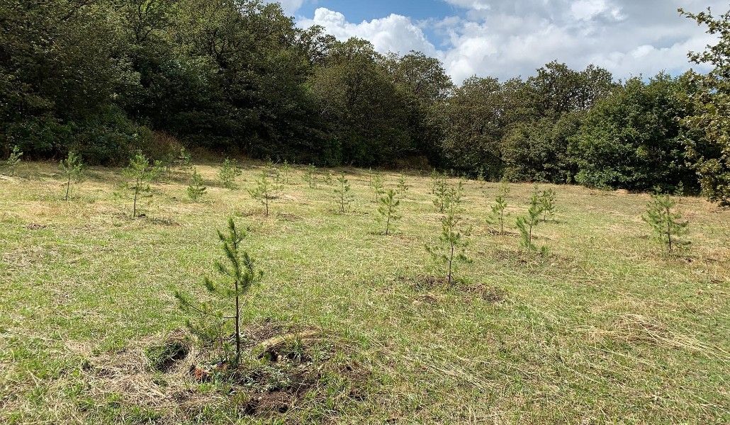 «10 միլիոն ծառ» նախաձեռնության ժամկետի ավարտը հետաձգվում է մեկ տարով