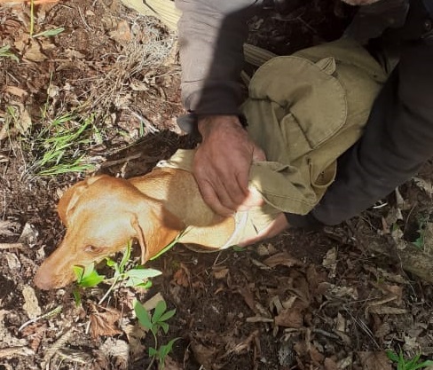 Փրկարարները կիրճից դուրս են բերել շանը և հանձնել տիրոջը (տեսանյութ)