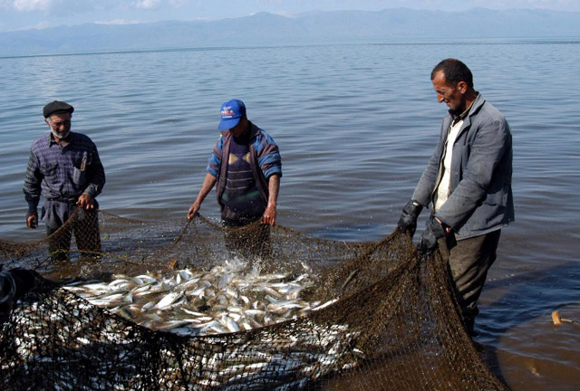 Դեկտեմբերի 1-ից Սևանա լճում կարգելվի արդյունագործական ձկնորսությունը