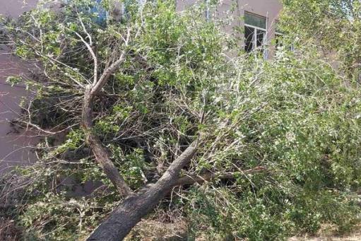 Ավան-Առինջում՝ դպրոցի մոտակայքում, քամու հետևանքով ծառը կոտրվել և ընկել է՝ փակելով դպրոցի մուտքը