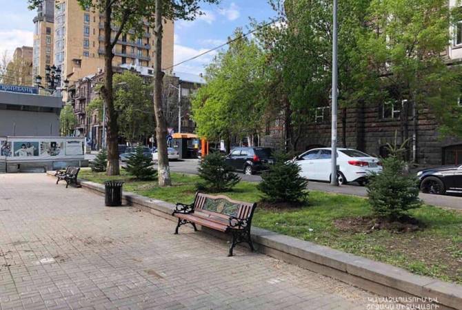 Կենտրոն վարչական շրջանը կգեղեցկացնեն արծաթափայլ եղևնիները