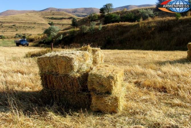 Անասնակերի դեֆիցիտ կա. ինչպես է լուծվելու խնդիրը. «Ժողովուրդ»